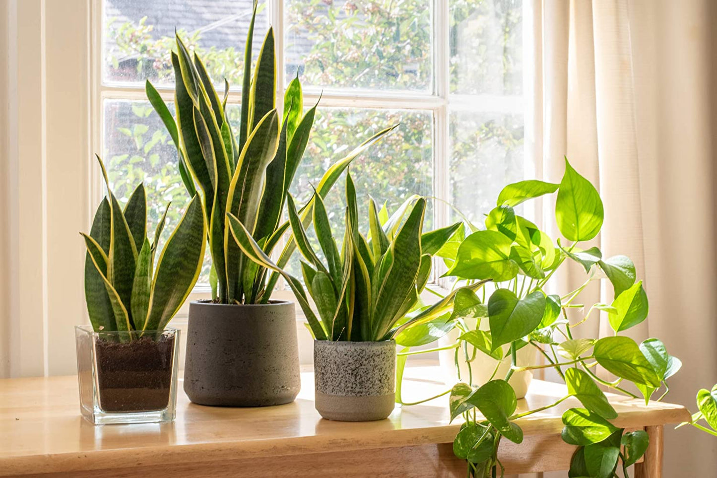 Live Snake Plant, Sansevieria Trifasciata Superba, Fully Rooted Indoor House Plant in Pot, Mother in Law Tongue Sansevieria Plant, Potted Succulent Plant, Houseplant in Potting Soil by