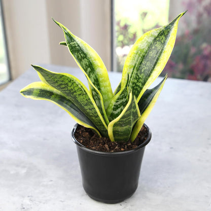 Live Snake Plant, Sansevieria Trifasciata Superba, Fully Rooted Indoor House Plant in Pot, Mother in Law Tongue Sansevieria Plant, Potted Succulent Plant, Houseplant in Potting Soil by